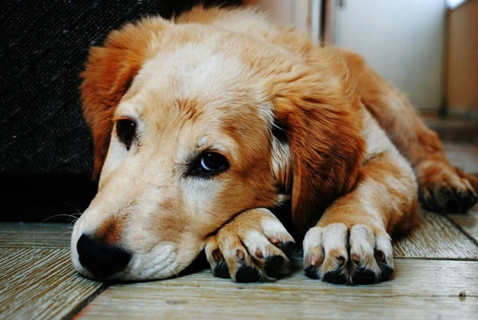 Formas de limpiar las patas de un perro